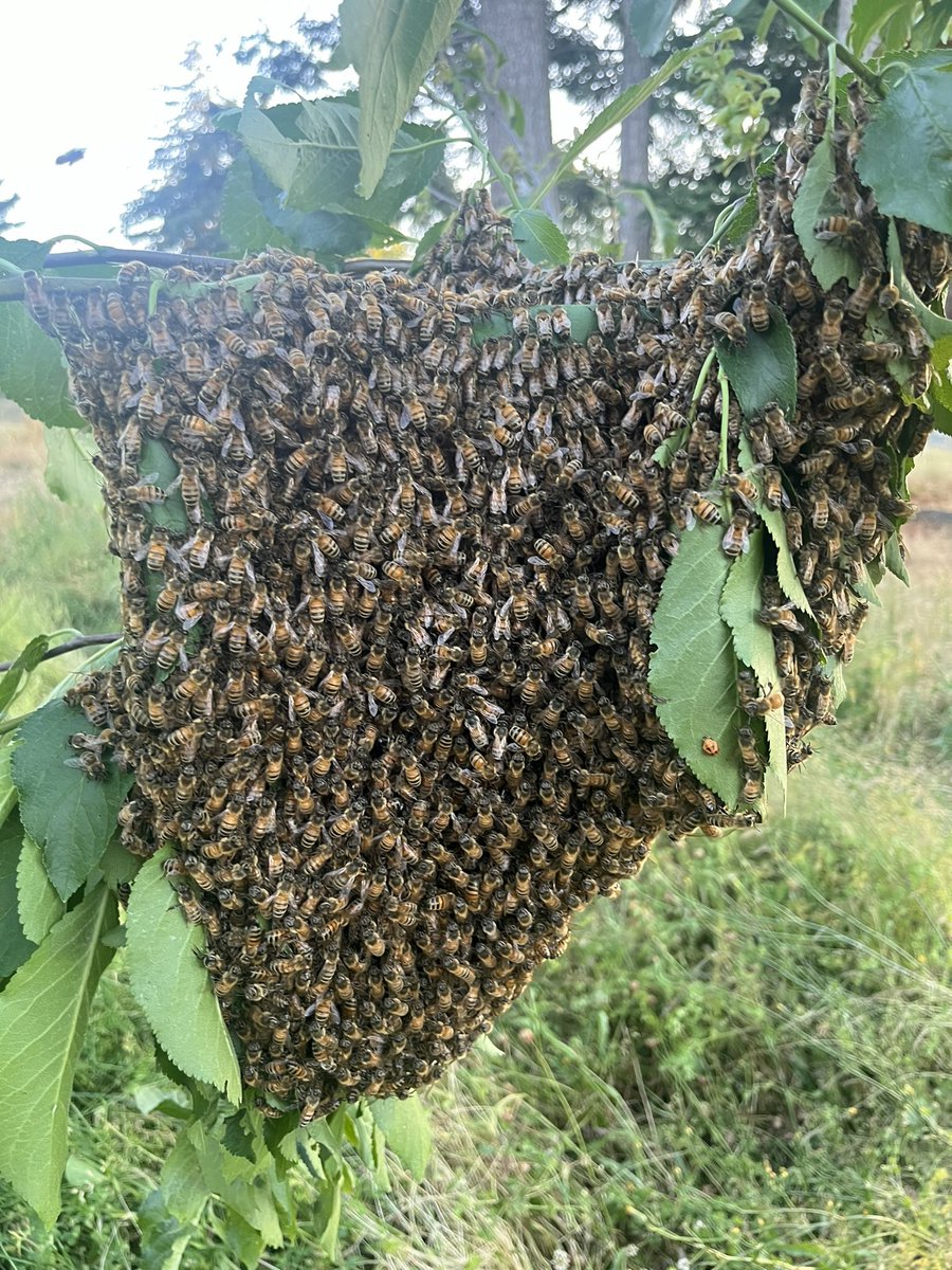 linksensation 𓆏 tweet media