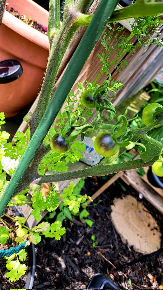 InkedDeviant's tweet photo. My Indigo Rose Tomato...
Yes, They Turn A Deep Purple Almost Black & Are Super Sweet Tasting...😌
#plantsarecool #indigorose #hybridtomato https://t.co/sLDQnkYFul