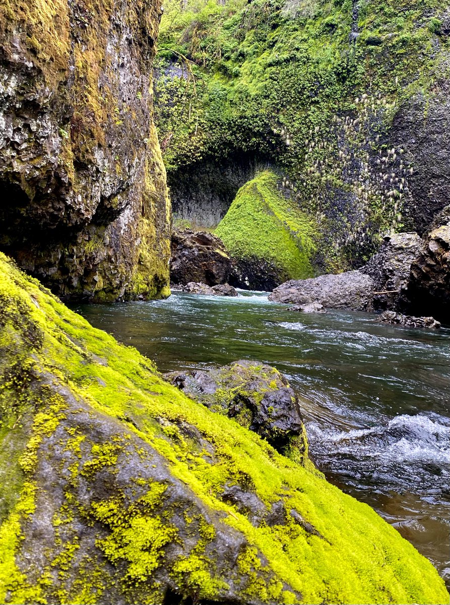 wallpaperable's tweet photo. Discover the lush, green haven of Eagle Creek, Oregon, with its enchanting mossy rocks and serene trails. 🌿 Click to explore this hidden gem! #NatureLovers #OregonAdventure https://t.co/1QPff7lbtf