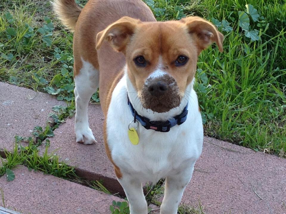Bella, Mags , Brie and 🌈Bentley 🐞🐞 tweet media