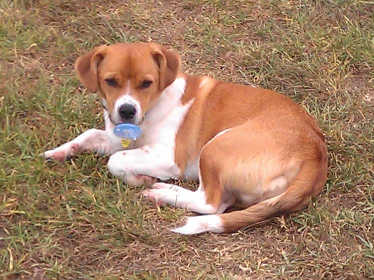 Bella, Mags , Brie and 🌈Bentley 🐞🐞 tweet media