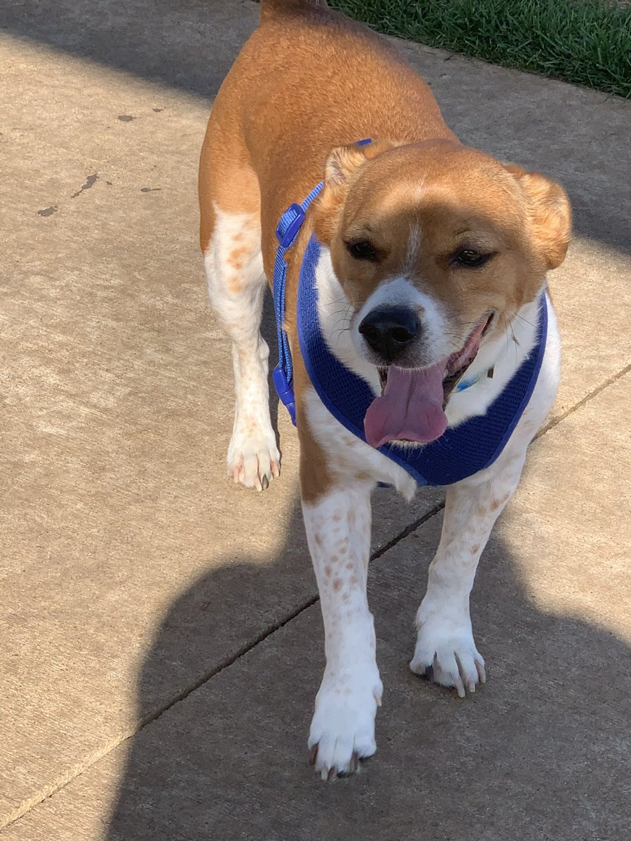 Bella, Mags , Brie and 🌈Bentley 🐞🐞 tweet media