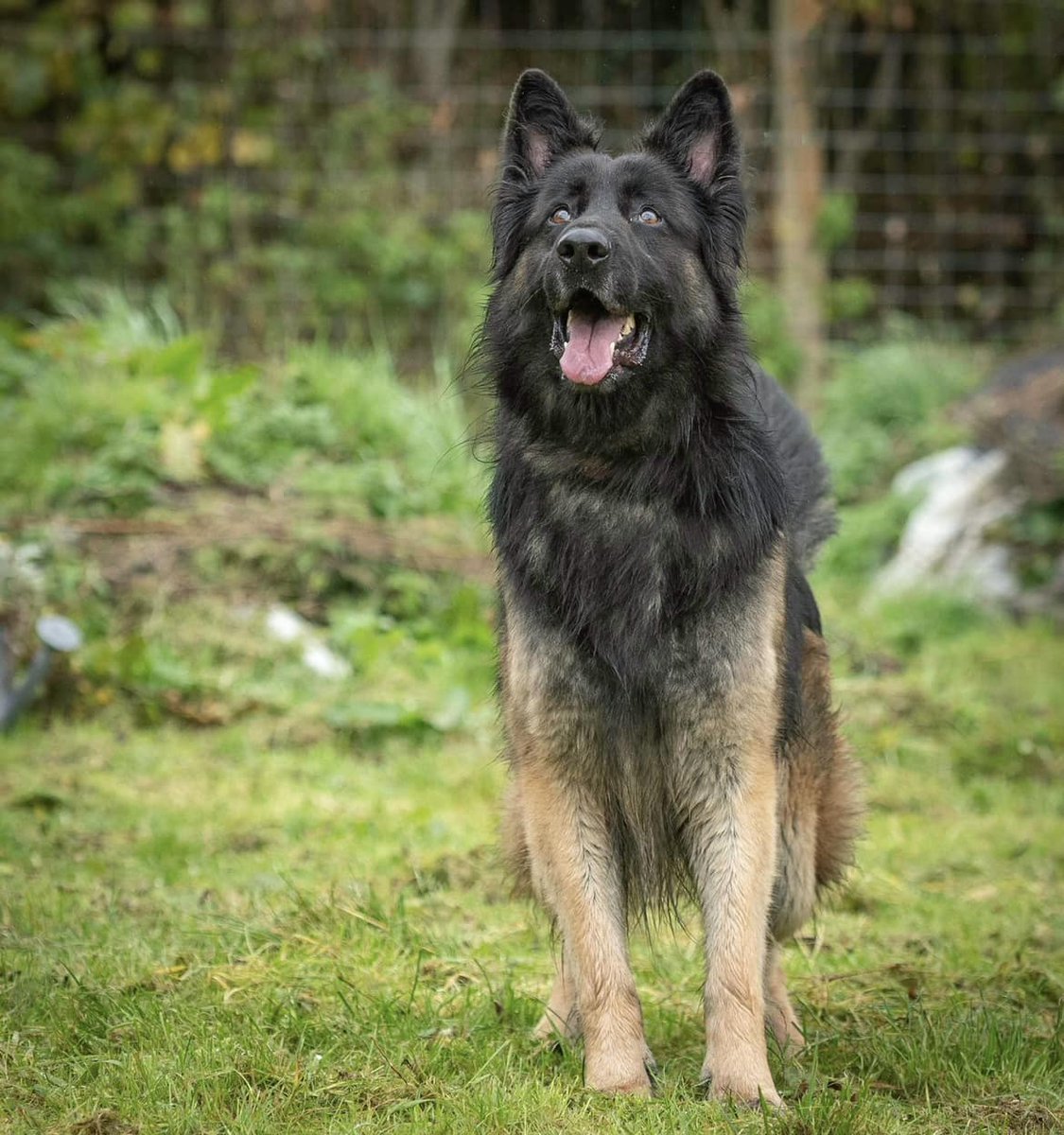 Sassy, Belle &amp; Zeek have been added to the website this evening. You can read about our dogs who are available for adoption via the link below🩷
westwalespoundies.org.uk/dogs
We rehome in England &amp; Wales
Thank you to everyone who continues to post about our dogs to help them find homes