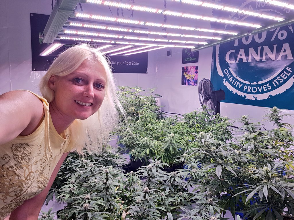 My beautiful cannabis I love to grow 
Not for sale educational only 
<a href="/tnbnatural/">TNB Naturals</a>