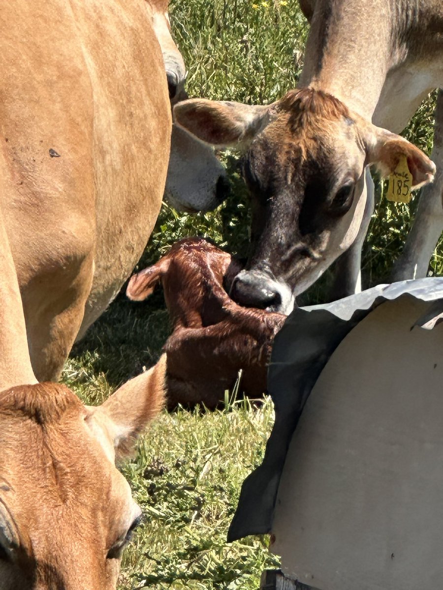 james_emett's tweet photo. A special shout out to Dungeness Valley Creamery for hosting our group yesterday and the wonderful ice cream, and the unanticipated birth of a calf named Amy @TeslaOwnersWA @teslaresa https://t.co/WDA48t4Oki https://t.co/qihybkvnHh