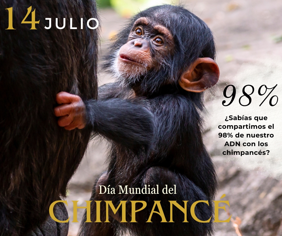 ¿Sabías que compartimos el 98% de nuestro ADN con los chimpancés?
¡Feliz día Internacional del Chimpancé! 14 julio  🎂🐵🍌