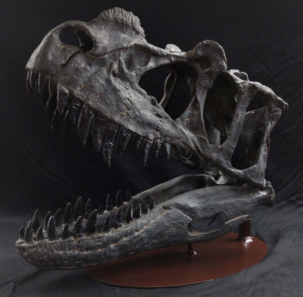 TM9380's tweet photo. The skull of Ceratosaurus. Adults have an estimated bite force of around 500-1100 pounds per square inch depending on where in the jaws the force is exerted.

https://t.co/Fg8RJU3by5 https://t.co/nBgSpy18m1