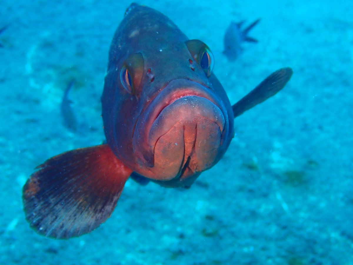 APapapericleous's tweet photo. Κανάτζια, τα! Οι φίλοι μου οι ορφοί. #diving #groupers #zenobia @LarnakaRegion @visitcyprus https://t.co/nbMc0JyXr6
