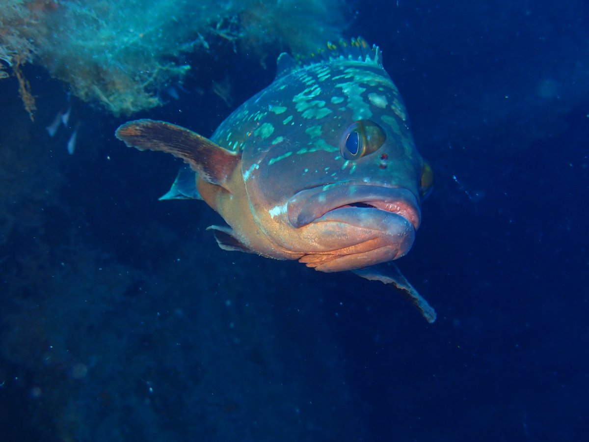 APapapericleous's tweet photo. Κανάτζια, τα! Οι φίλοι μου οι ορφοί. #diving #groupers #zenobia @LarnakaRegion @visitcyprus https://t.co/nbMc0JyXr6