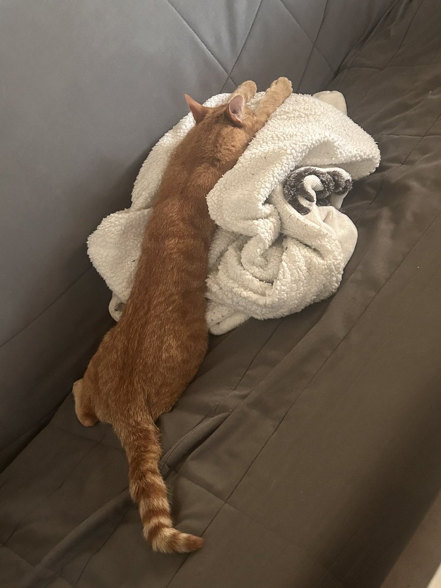 vieosour's tweet photo. Je veux être un chat …
En plus il râle quand on veut s’asseoir sur le canapé !!
#chatroi https://t.co/srrpFHgbh4