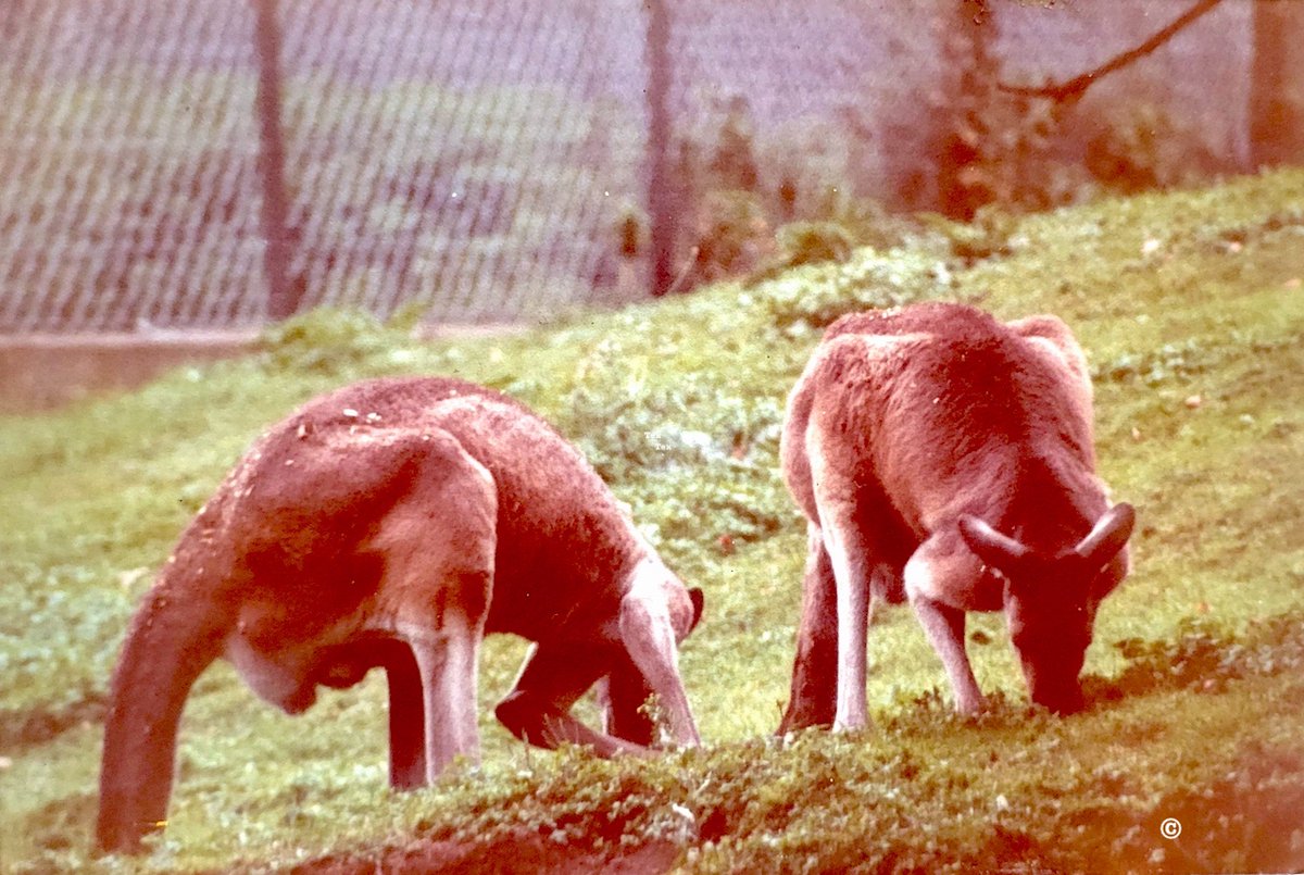 A seat where you can sit a contemplate the beauty of #dublinbay &amp; one of its gems #LambayIsland.
The Island's population of wallabies originally introduced in the '50s Island owners the Barings + from Dublin Zoo surplus in the '80s.  
Photos <a href="/WorldReachComms/">World Reach Comms</a>  <a href="/PhotosOfDublin/">Photos of Dublin</a>