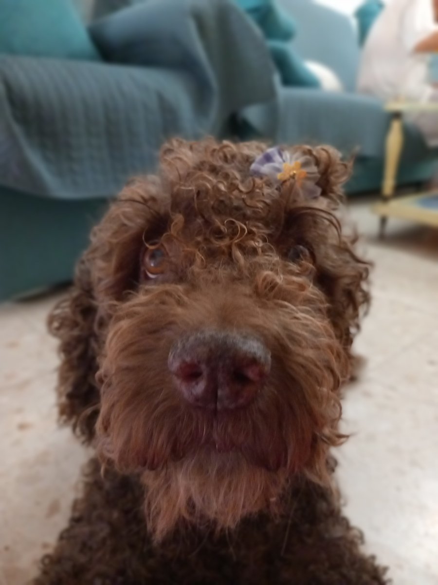 doc4500's tweet photo. 14/07/24. A mi hermana Donna🐶
Hola guapa. Ya estoy aquí otro año para revivir aquella tarde en Conil, aquel viaje contigo y aquella primera noche en que dormiste junto a mí. Aquel mágico 14 de julio de 2009 en que nos conocimos. Gracias por todo lo que me enseñaste. Te quiero❤️ https://t.co/0xTHtHeOEE