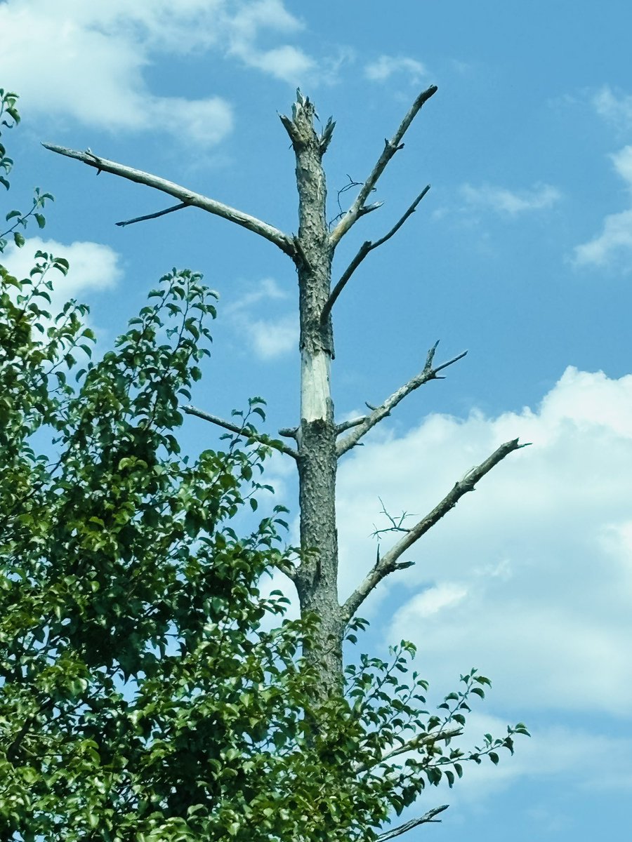 snowdle_wx's tweet image. It’s truly amazing what a strong tornado can do to a tree, even years later. 

The 145 mph winds from our EF3 absolutely ravaged this poor guy and it shows. Partially debarked and almost all the branches gone. 

#Easter2020 
@ReedTimmerUSA