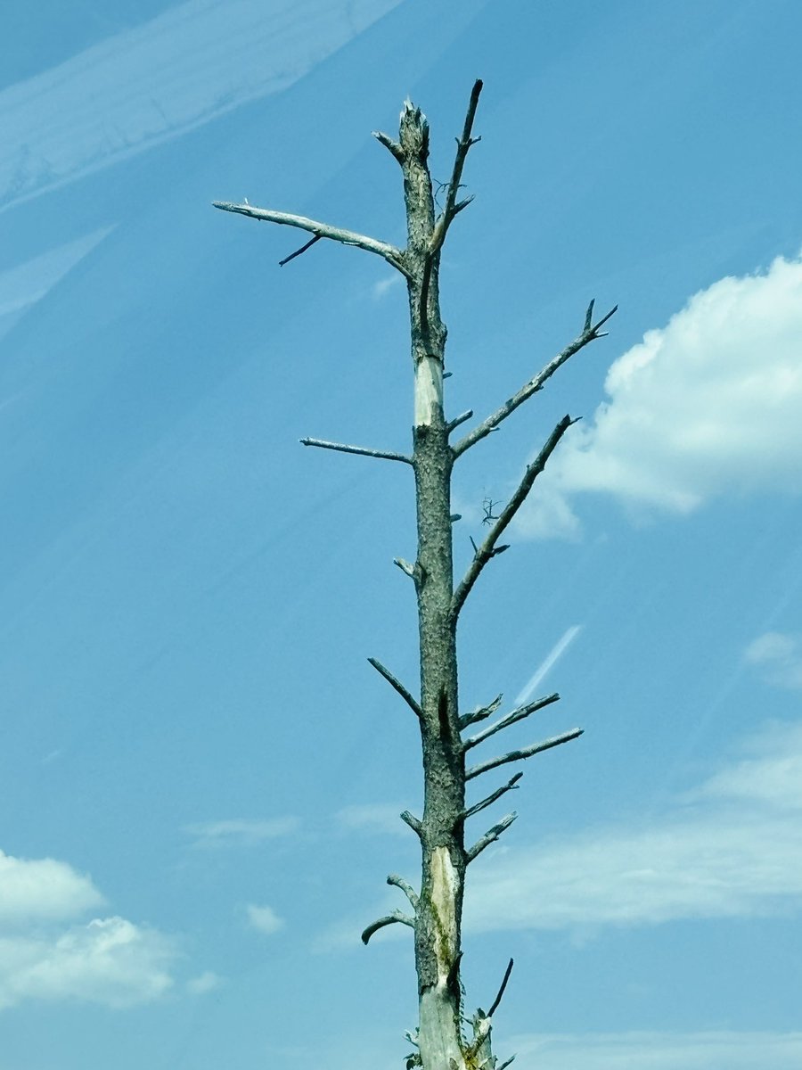 snowdle_wx's tweet image. It’s truly amazing what a strong tornado can do to a tree, even years later. 

The 145 mph winds from our EF3 absolutely ravaged this poor guy and it shows. Partially debarked and almost all the branches gone. 

#Easter2020 
@ReedTimmerUSA