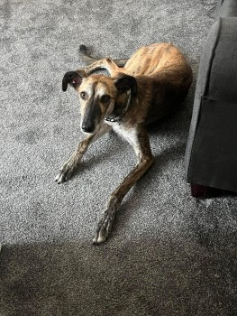 millypod1's tweet photo. TIGGER HOME SAFE. THANKS FOR RT's😊🐕🐾
🆘13 JUL 2024 #Lost TIGGER #ScanMe
Brindle Lurcher Male
Tyne Dock #SouthShields Tyne And Wear #NE33 https://t.co/f8Q66GQy67 https://t.co/dnXEXlFbWL