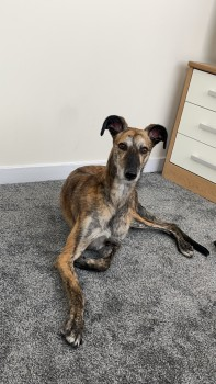 millypod1's tweet photo. TIGGER HOME SAFE. THANKS FOR RT's😊🐕🐾
🆘13 JUL 2024 #Lost TIGGER #ScanMe
Brindle Lurcher Male
Tyne Dock #SouthShields Tyne And Wear #NE33 https://t.co/f8Q66GQy67 https://t.co/dnXEXlFbWL