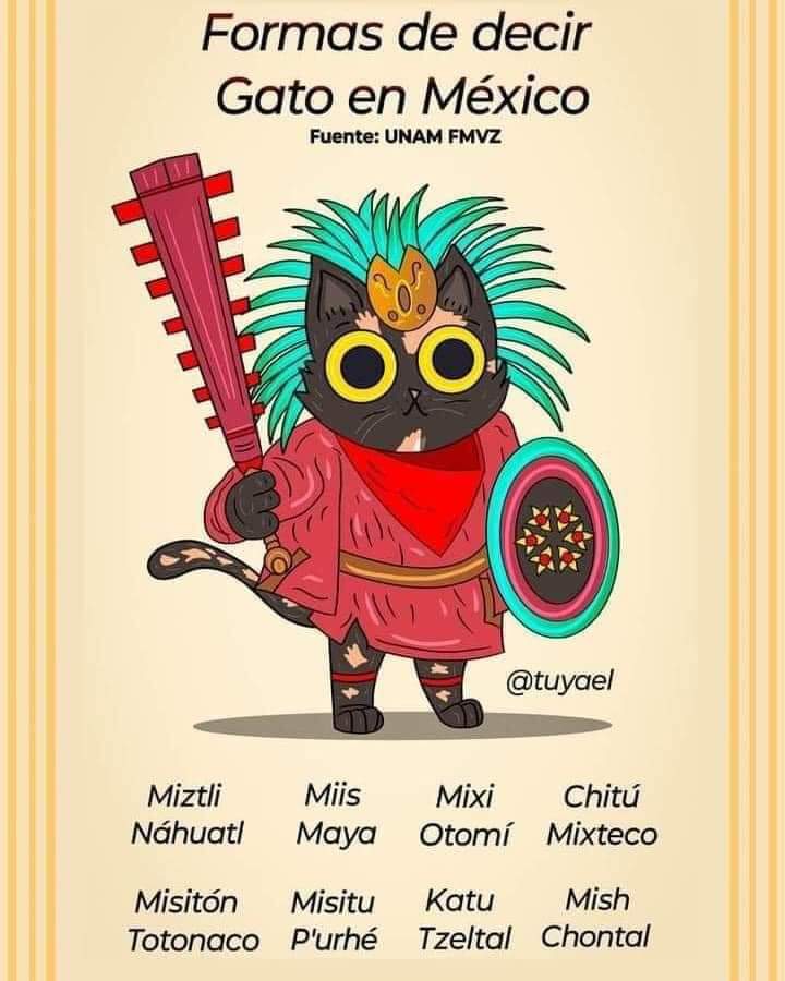 INSTITUTO MÉXICO © tweet media