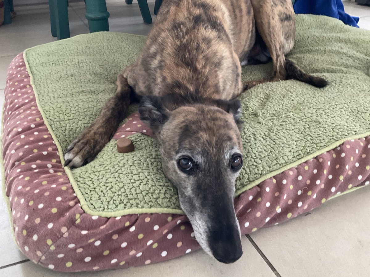 Louis loves treats but for the first time ever Louis does not like vet treats masquerading as real treats…