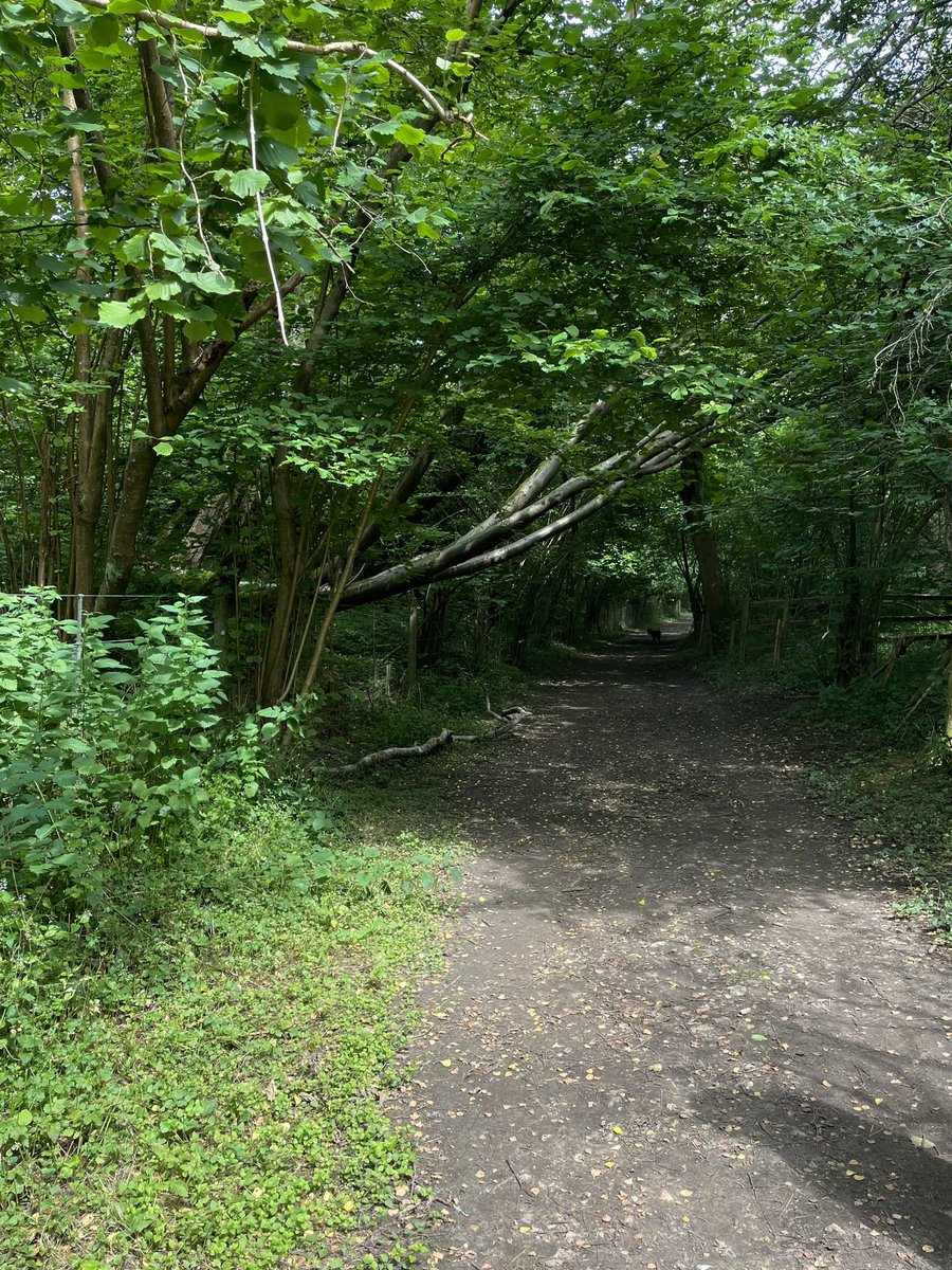 julesx10's tweet image. Sunday strolls, new Woods to discover 🌳💚 #TreeClub #gettinglost