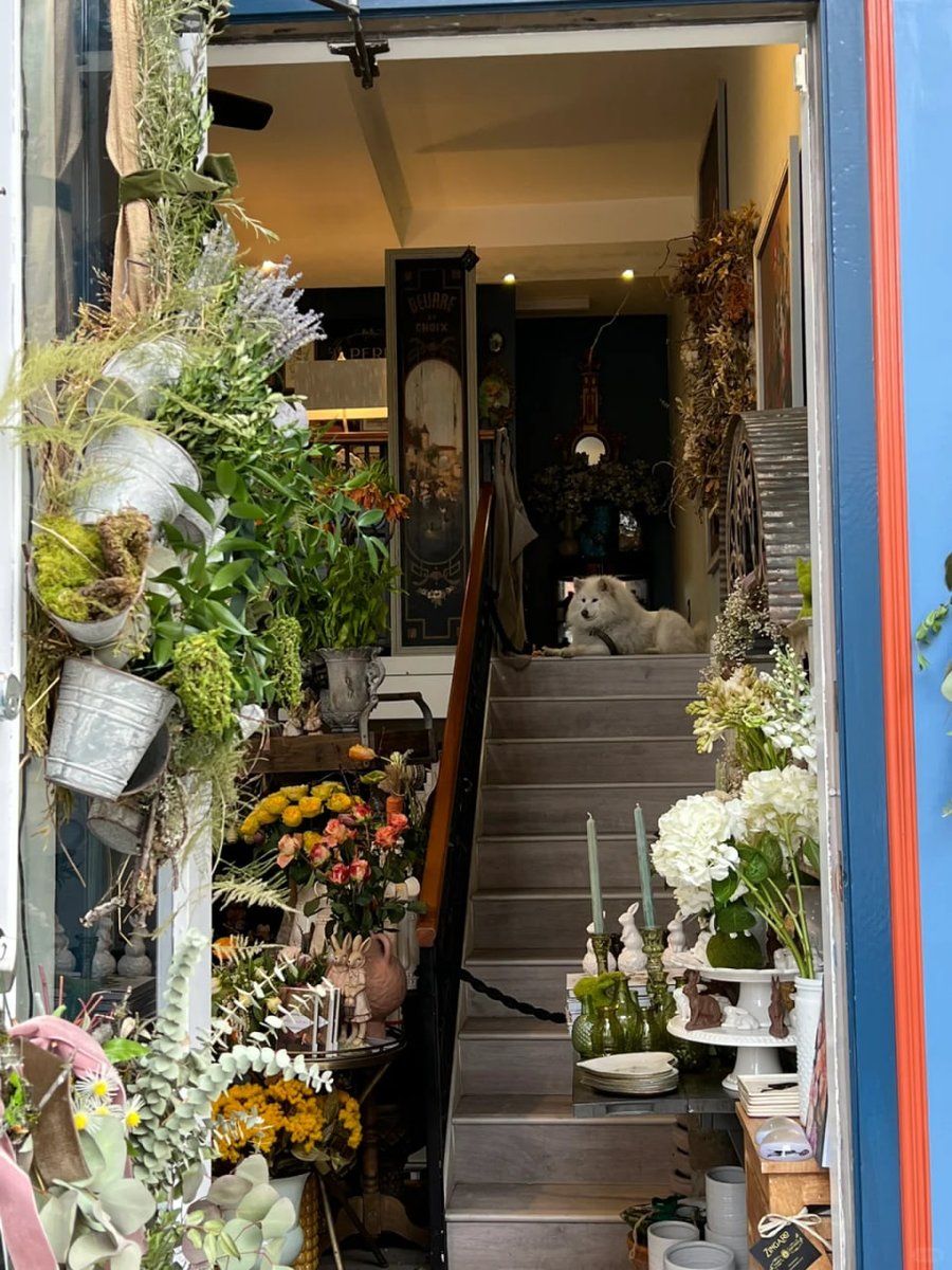 Freida59940148's tweet photo. Vancouver Island City Walk
Victoria is a peaceful island with a slow pace of life
Dogs everywhere, lively flower shops
Every street gives people a feeling of peace and tranquility https://t.co/k714U0Zbm7