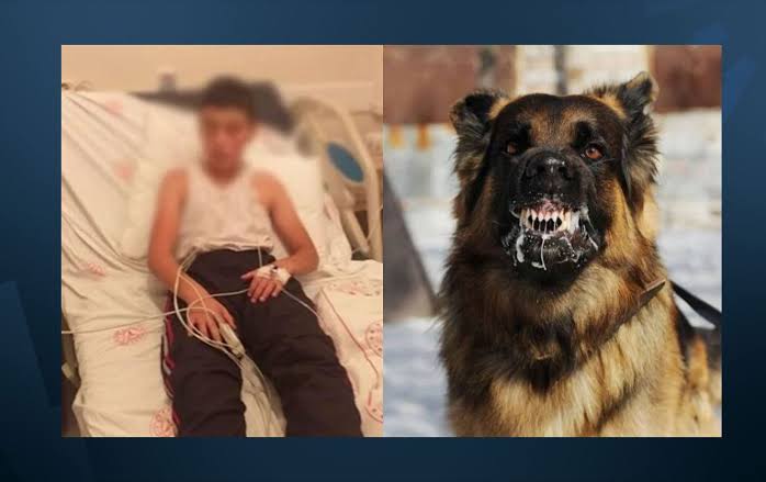 KopekTehlikesi's tweet photo. Başıboş köpekler yüzünden hortlayan kuduzu bitirmek için #yasayaevet diyoruz. https://t.co/pi3Pwt7h7R