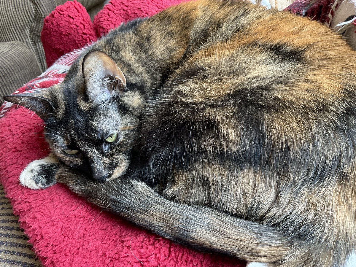 Jill in Indiana tweet media