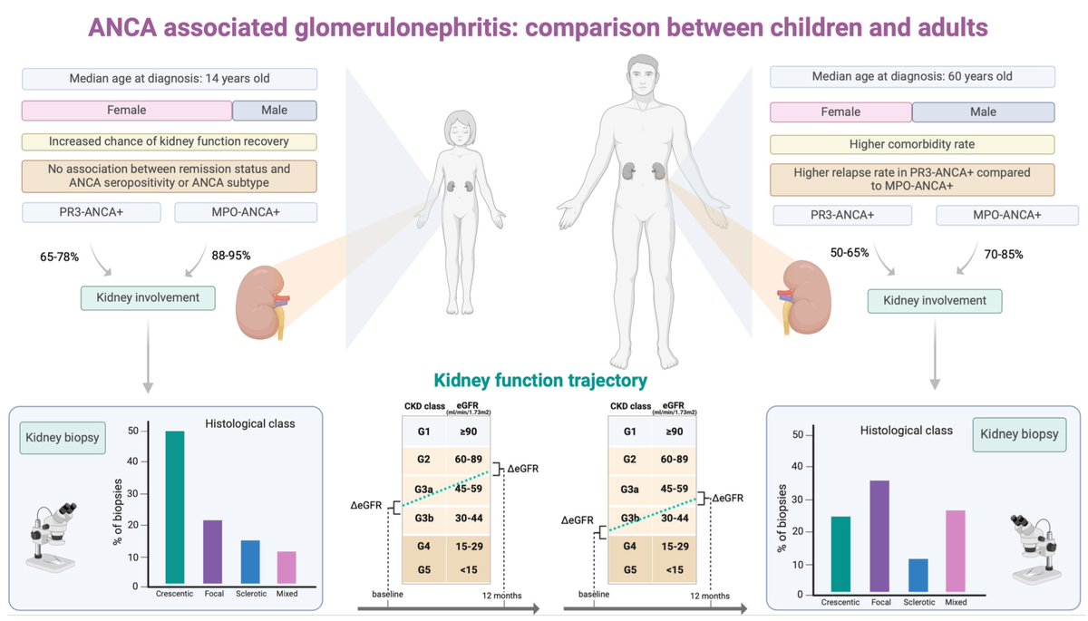AKronbichler's tweet photo. Please find our Editorial discussing key differences between pediatric and adult ANCA-GN in @bmj_rmdopen! https://t.co/5iLLpCsveJ
Together with @louise_oni and Dr. Barnini! Interesting aspects clearly highlighting huge differences ... https://t.co/q3gFBHfNU6