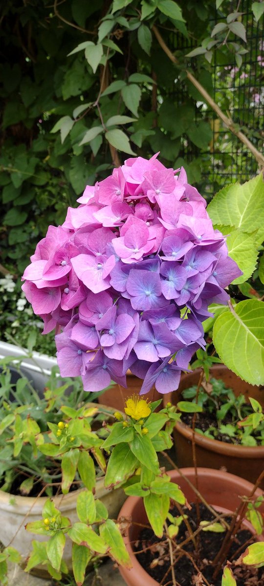 Antoney Calvert tweet media