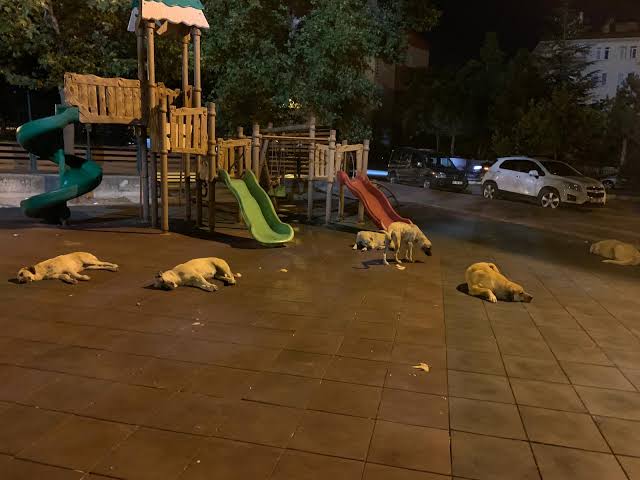 Çocuk parklarını başıboş köpek işgalinden kurtarmak ve yeniden çocuklara vermek için #yasayaevet diyoruz.