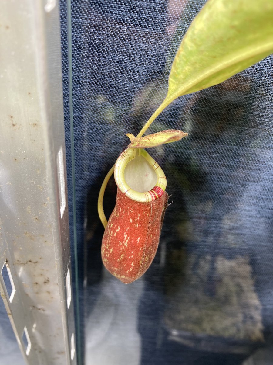 NEWamp2's tweet image. N.(ampullaria BM×viking)×mirabilis variegated