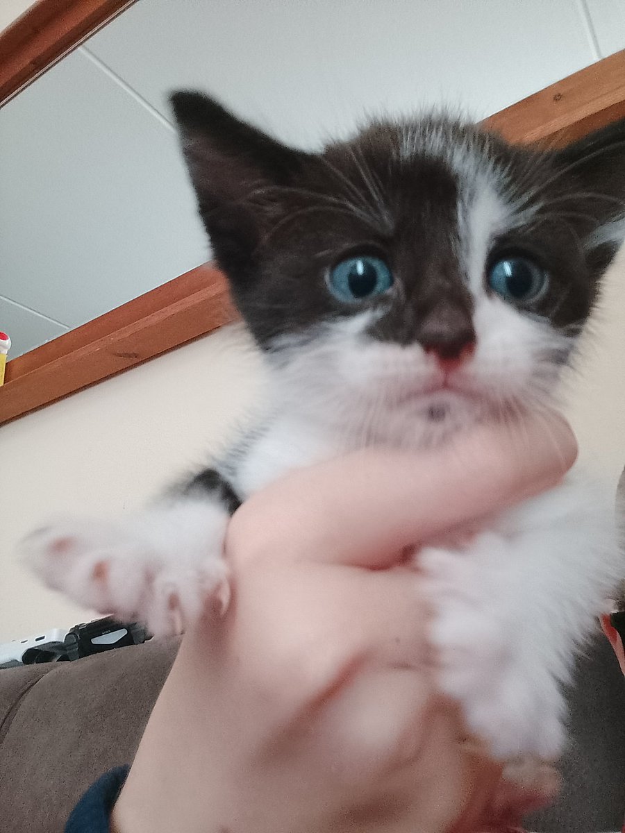 cobrabubbles_bf's tweet photo. these are the two kitties we're keeping because our cat gave birth 3 weeks ago..
I named them after brbabcs characters:
nacho and tuco!!
(nacho is the calico and tuco is the black one)
#brbabcs https://t.co/SpwP73HbVT