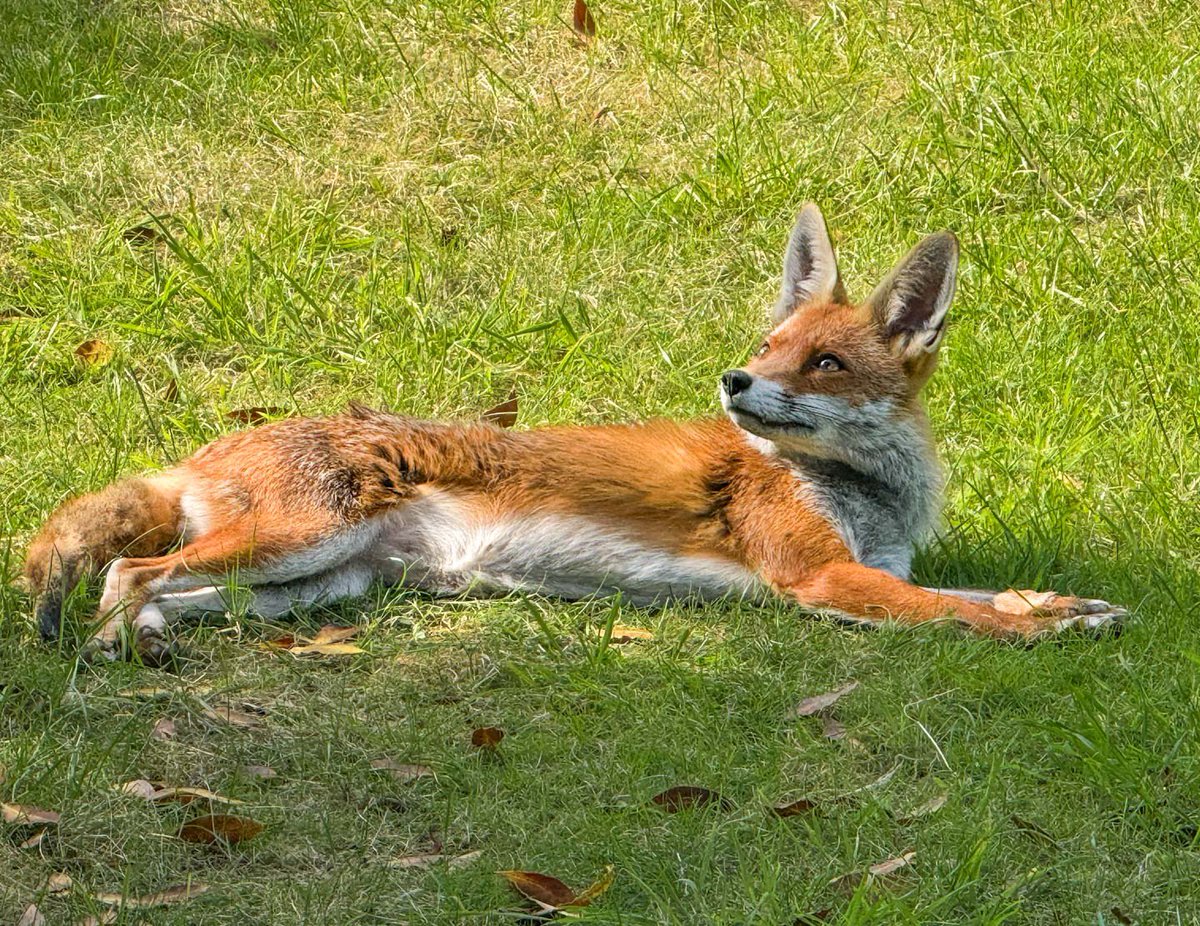 Seen in my garden whilst I was writing my PhD this afternoon 🙌🏻