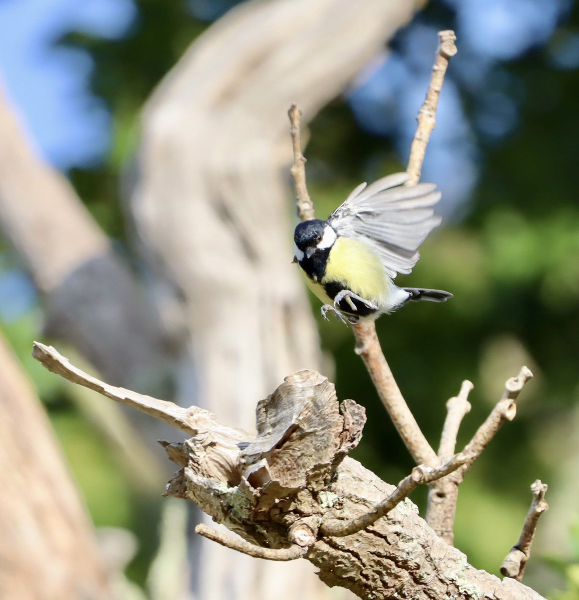 Samantha Roberts 💙 tweet media