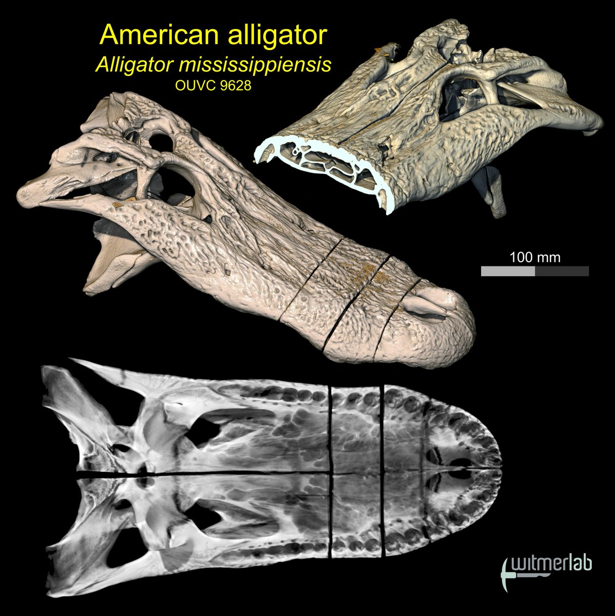 WitmerLab's tweet photo. As a follow-up, I indeed scanned 18 (!) alligator specimens this morning at @OhioHealth O'Bleness Hospital here in Athens, including the sawed &amp; reassembled gator (OUVC 9628) from yesterday. Over 23,000 slices awaiting analysis &amp; ultimately uploading to @MorphoSource. 🐊 https://t.co/mZk3zwQOdW