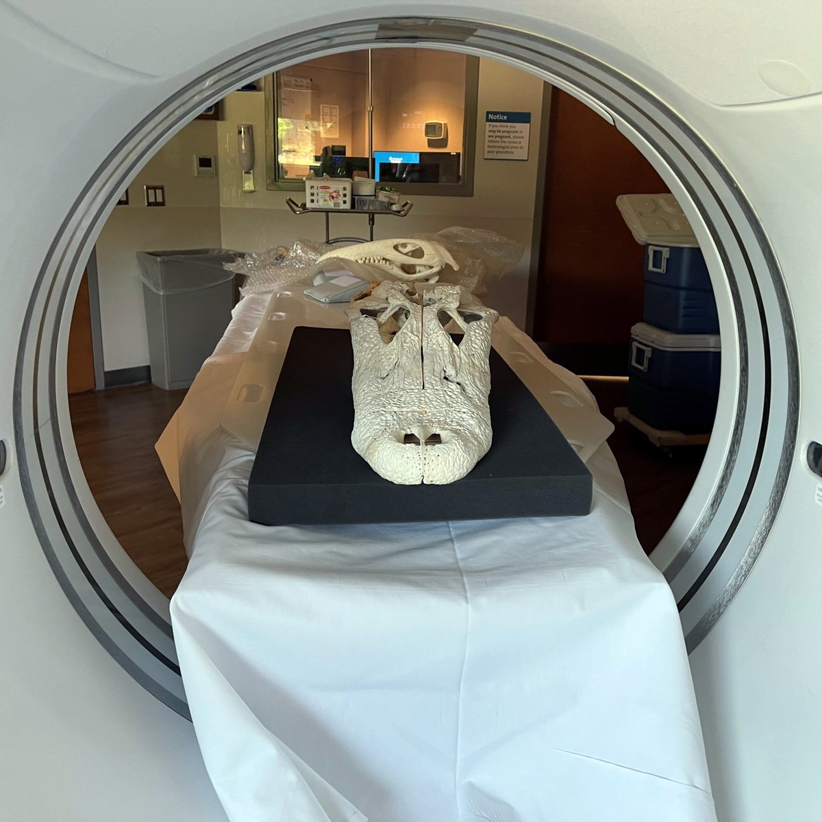 WitmerLab's tweet photo. As a follow-up, I indeed scanned 18 (!) alligator specimens this morning at @OhioHealth O'Bleness Hospital here in Athens, including the sawed &amp; reassembled gator (OUVC 9628) from yesterday. Over 23,000 slices awaiting analysis &amp; ultimately uploading to @MorphoSource. 🐊 https://t.co/mZk3zwQOdW