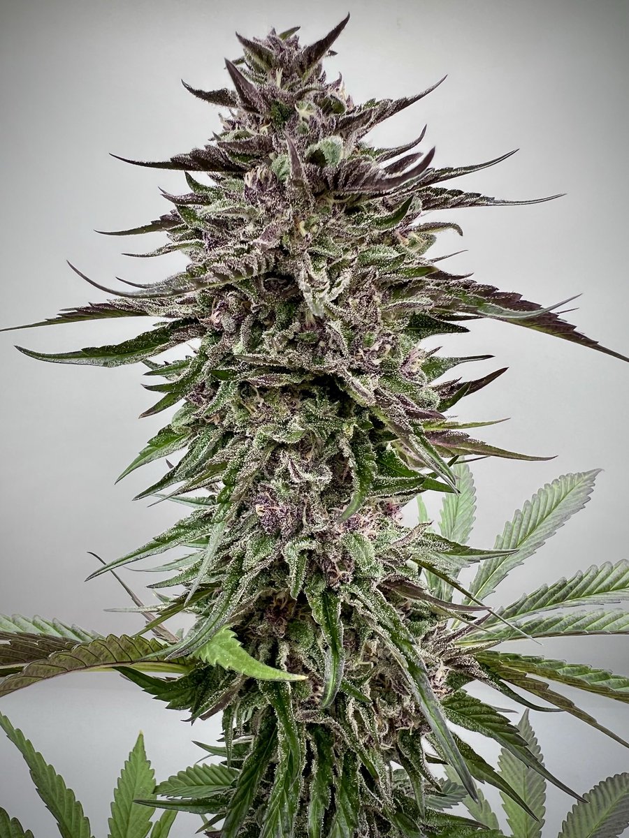 Weather Girl
-Early Star x Black Pearl
-Seeds on our site🤘🌱