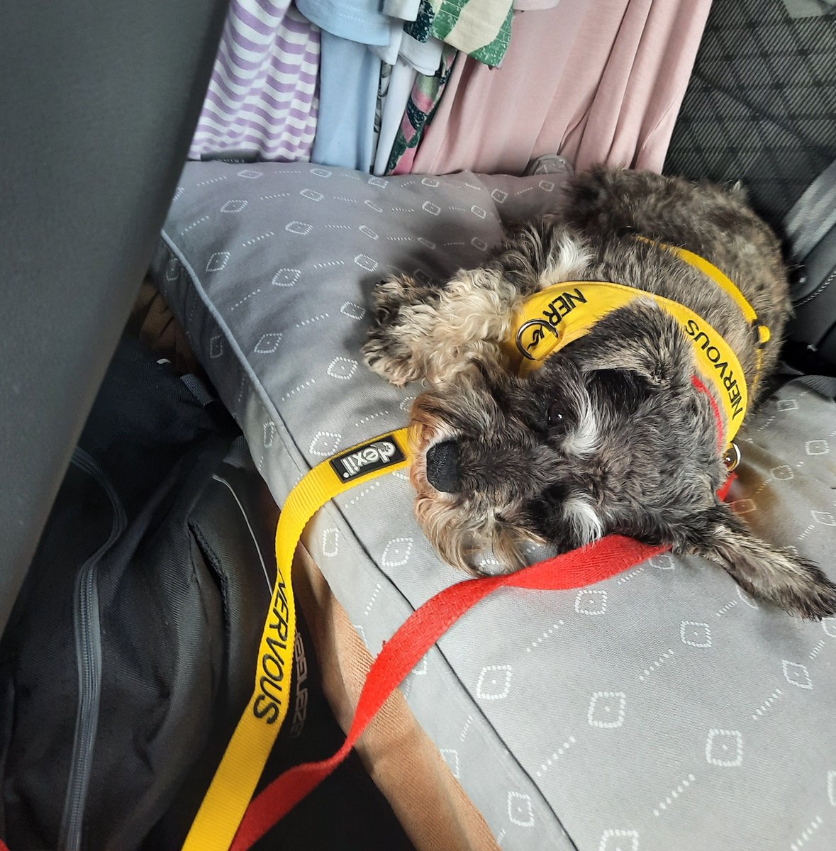 SchnauzerfestUK's tweet photo. Read how bad news for Raiven turned around as soon as she saw the specialist cardiac surgeon, bringing huge relief to her adopters after an initial big shock. 
https://t.co/svFwCTG0D4 https://t.co/AvGikcs6K8