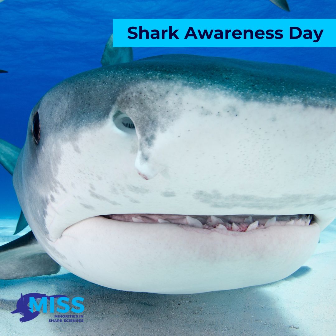 MISS_Elasmo's tweet photo. Today is #SharkAwarenessDay! 🦈  Let's be sure to take some time today to spread awareness and talk about these animals that we love so much and show them the respect that they so rightfully deserve. After all, they were here first! 

#saveoursharks #marineconservation https://t.co/iPfPQyKyza