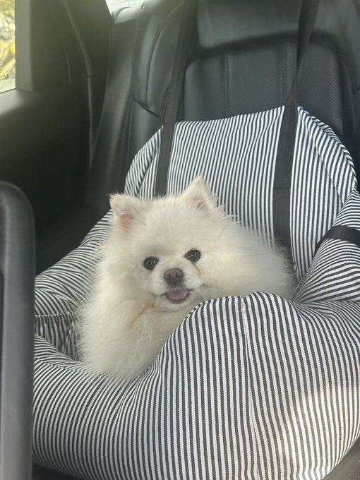 Have a great Sunday y&rsquo;all! I&rsquo;m relieved and grateful Kissme is back with me. She had to spend the night<a href="/tag/coffeewithnikki"class="tags"><span>#coffeewithnikki</span></a>