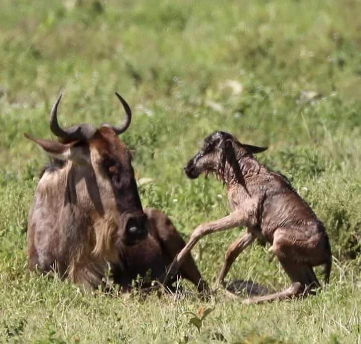 EXPERIENCE ZANZIBAR TOURS AND SAFARIS (@ezanzibar) on Twitter photo 