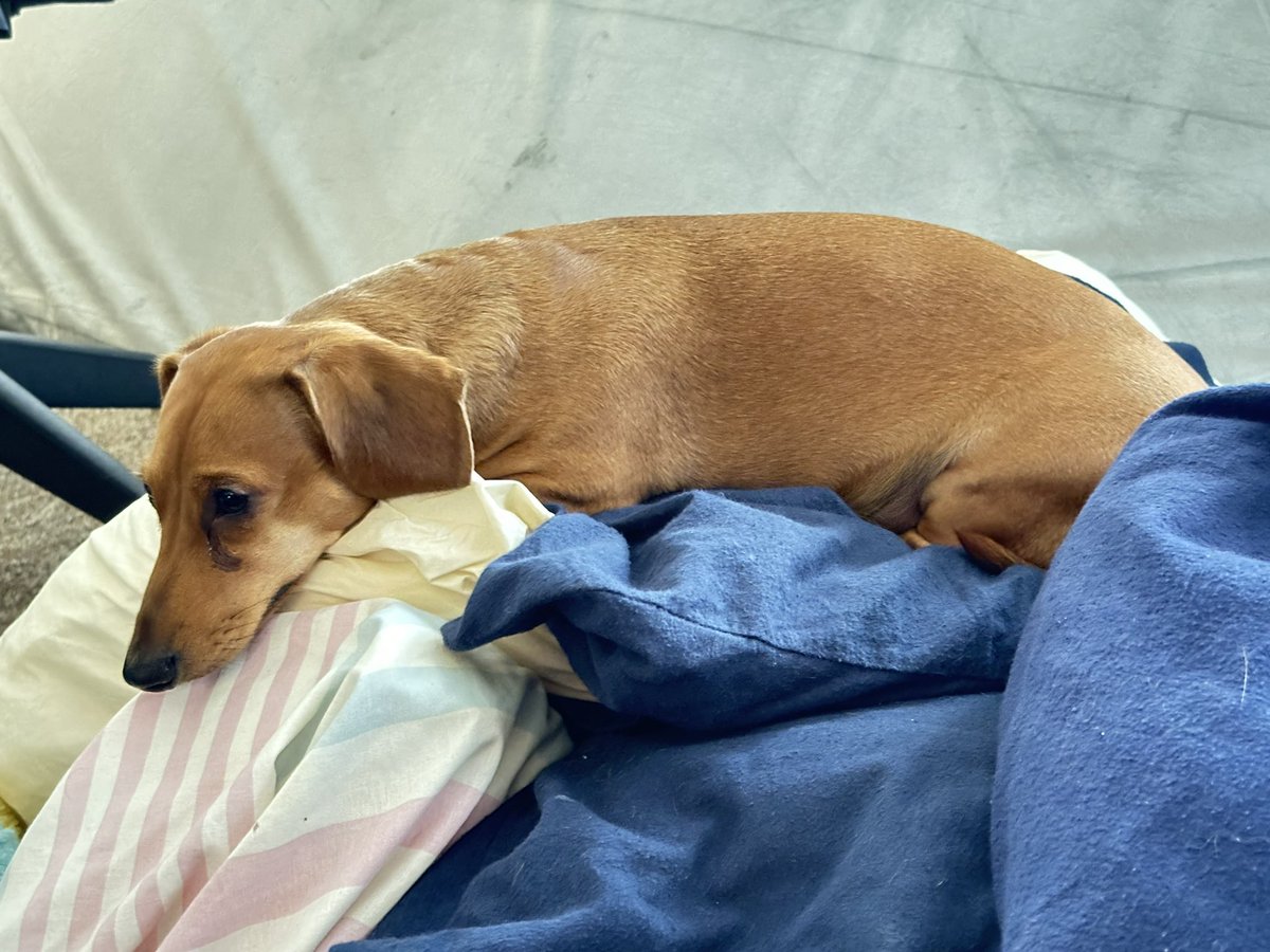 WinstonDogDach's tweet photo. Packing is underway, and the move is next week. Winston is supervising, as it's a tough job.

#TheWinstonDog
#WinstonsAdventures https://t.co/QPamIe3z1N