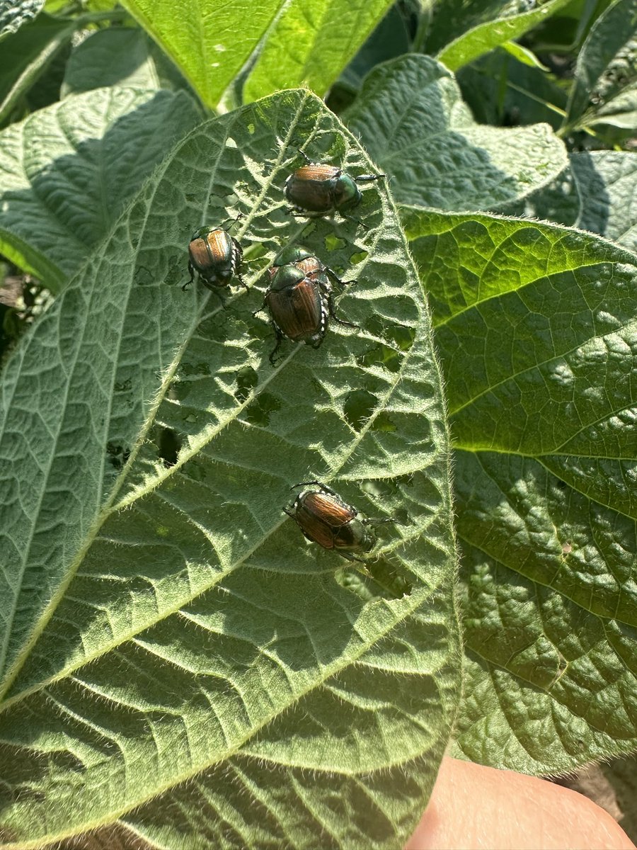 Out checking plots this afternoon. Not a lot of disease yet. But plenty of Japanese beetles! <a href="/Jgonzacu/">José González</a>
