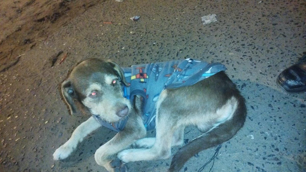 Perrito aparentemente perdido frente al shopping San Lorenzo!! Favor compartir así llega a sus dueños 😭🙏🙏🙏