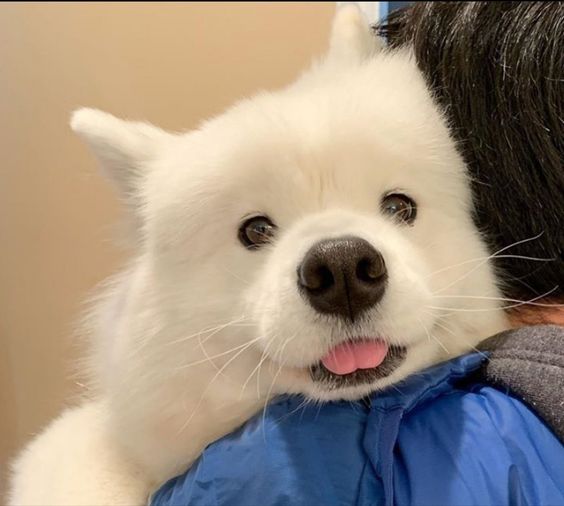 dogs so cute that could save the world (@dogssaveworld) on Twitter photo 