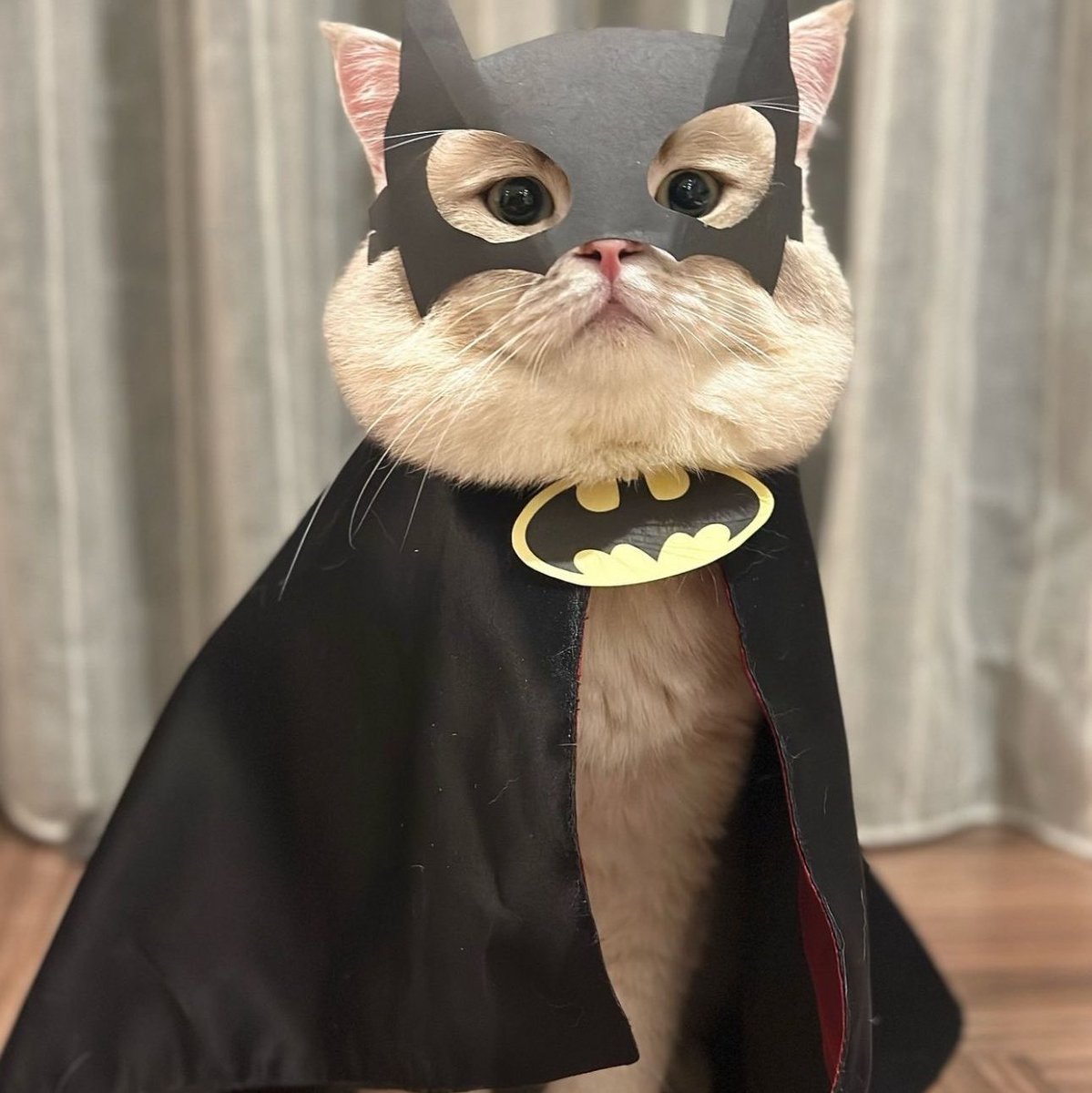 ᅠᅠ          
ᅠᅠᅠᅠᅠᅠ
ᅠᅠ
нашла сег𝗼дня этого малыша. 𝗼н мне н𝗮помнил @BATVENGEANT и п𝗼этому я 𝗽ешила назвать 𝗲го Брюсом мл𝗮дшим, в честь нашего г𝗲роя.
ᅠᅠ
ᅠᅠ
ᅠᅠ