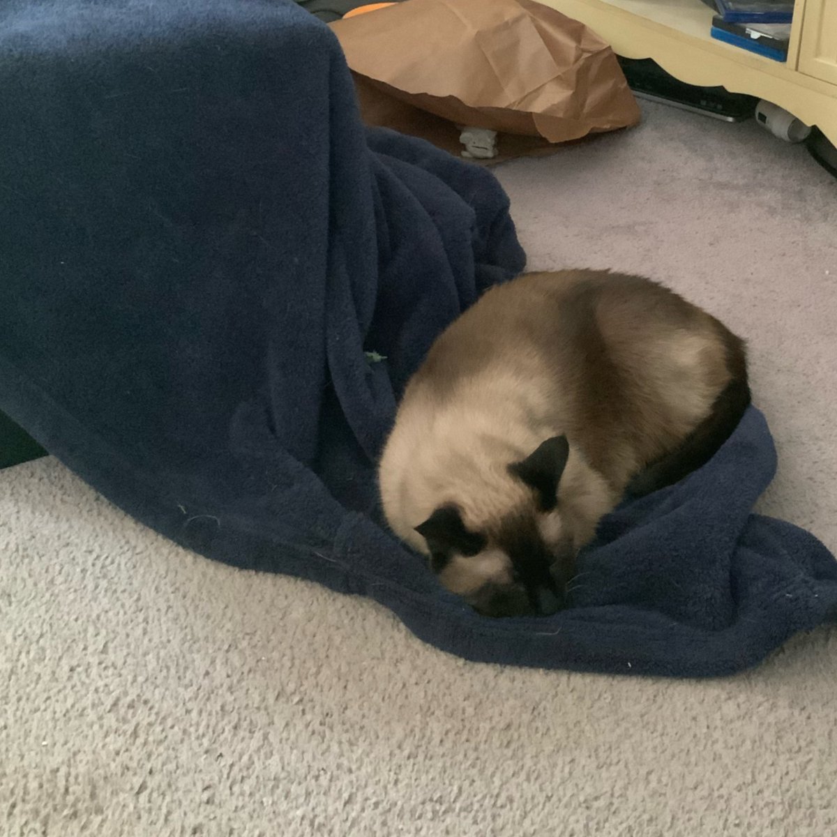 summerzagain38's tweet photo. Annnd..it’s reversible 😽💙
#WeekBforBlue
#AlphabetChallenge
🐾🐾💤 https://t.co/pzSov0a9fM