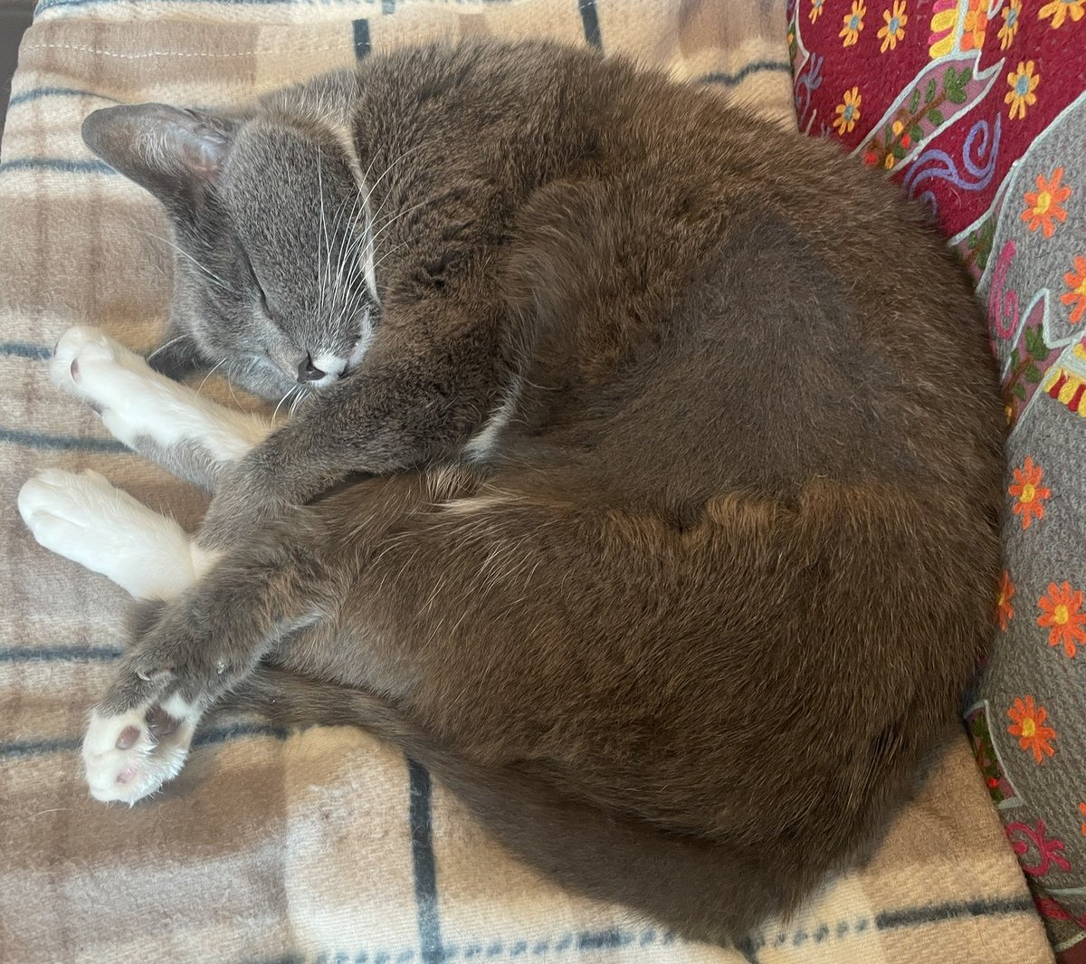 Dusty is conserving his energy so he can hopefully cheer at the end… Or he’s actually not interested at all in this momentous occasion…. #Euros2024 #catlife #breathe