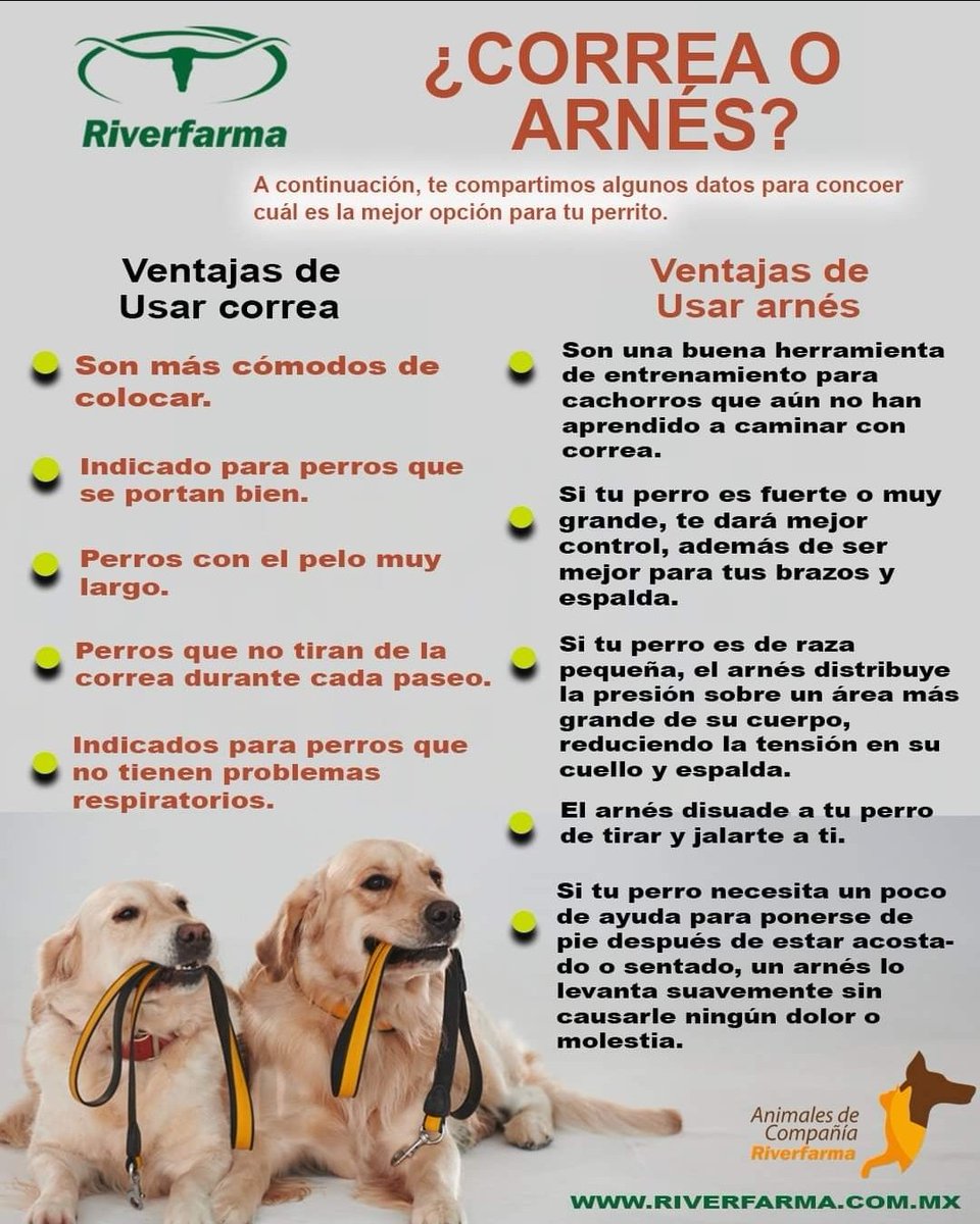 riverfarma's tweet photo. Los paseos con tu perro son fundamentales para su salud y una buena convivencia. Descubre cual es la mejor forma de pasearlo. https://t.co/A8F6URYGNr