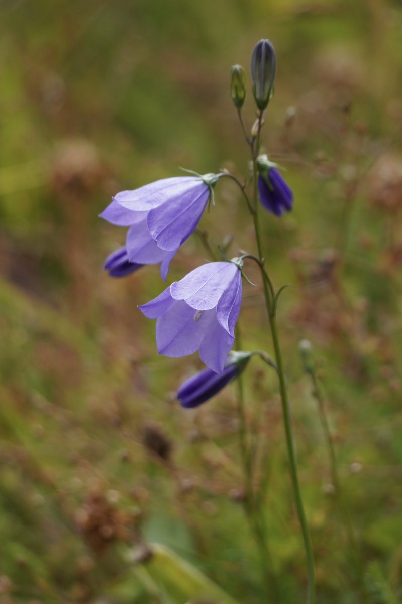 Jenny Harris tweet media