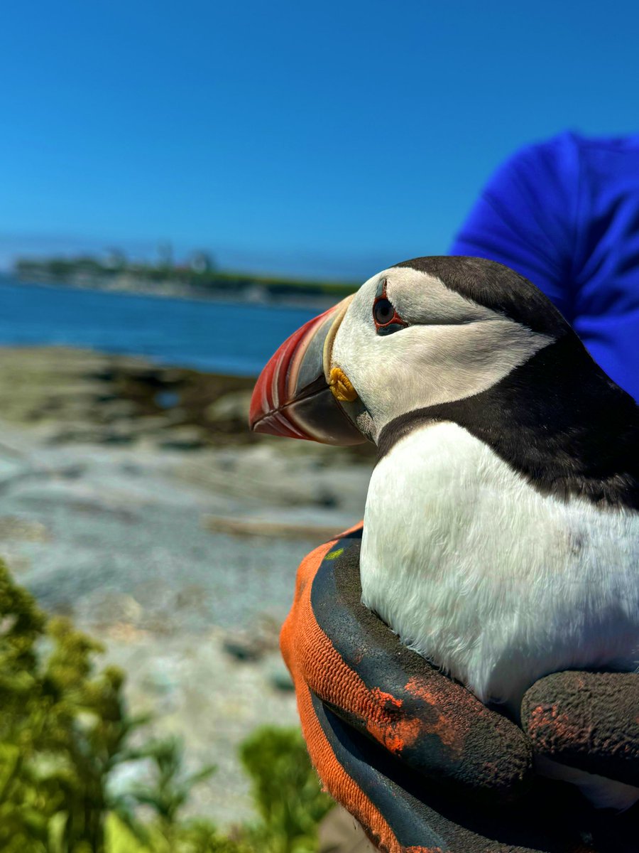 #puffin fieldwork is fun fieldwork 😎#seabirds